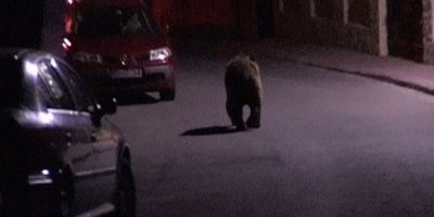 Alerta in Sibiu: un urs vazut aproape de centrul orasului este cautat de autoritati