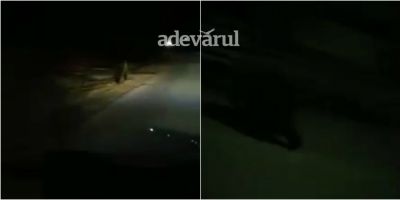VIDEO Panica in Gaesti, dupa ce un urs a fost zarit intr-un cartier. 