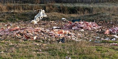 VIDEO Scene macabre la Galati. Tone de resturi de cadavre animale, aruncate la marginea orasului si gasite accidental