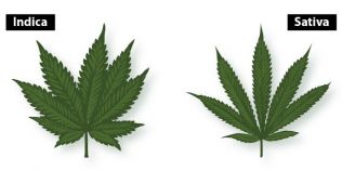 Prin ce se diferentiaza cannabis sativa de cannabis indica. Efectele reale ale consumului acestor tipuri de droguri
