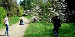 VIDEO Paradisul magnoliilor inflorite. Parcul dendrologic cu cea mai bogata colectie de arbori exotici